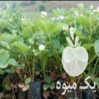 آگهی مشابه فروش بوته توت فرنگی در کاشمر در گروه خرید فروش عمده توت فرنگی - خرید فروش عمده قرمز سفید در یکمیوه