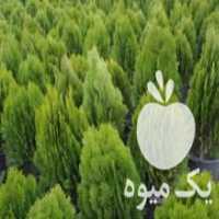 آگهی مشابه فروش نهال فقط به صورت کلی در زاهدان در گروه خرید فروش نهال - انواع گردو پسته بادام سلطانی انگور در یکمیوه