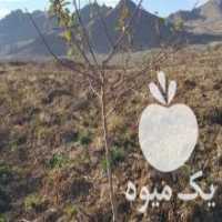 آگهی مشابه فروش بادام مامایی دو ساله در شهرکرد در گروه بادام - درختی کوهی زمینی فروش عمده در یکمیوه