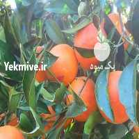 آگهی مشابه فروش پرتقال تامسون ناول   در هرمز در گروه خرید فروش عمده پرتقال - پرتقال رسمی تامسون خونی جنوب در یکمیوه