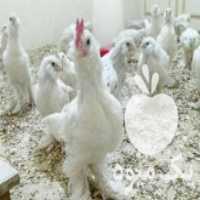 آگهی مشابه فروش دستگاه جوجه کشی رشت جوجه در گیلان در گروه تجهیزات دام و طیور - خرید فروش نو دسته دوم در یکمیوه