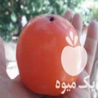 آگهی مشابه فروش نهال درخت خرمالو سیبی پیوندی در ساری در گروه خرید فروش عمده خرمالو - خرمالو رسیده نارس برگ عمده در یکمیوه