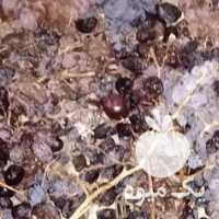 آگهی مشابه فروش کشمش و مویز و انگور نیمه خشک مخلوط در شیراز در گروه آجیل - فروش عمده محصولات در یکمیوه