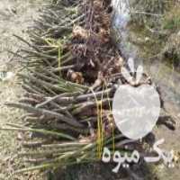 آگهی مشابه فروش نهال گل محمدی صدردصد تضمینی در داراب در گروه خرید فروش نهال - انواع گردو پسته بادام سلطانی انگور در یکمیوه