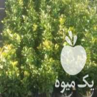 آگهی مشابه فروش شمشاد طلایی 200 عدد حدودا در تنکابن در گروه خرید فروش عمده گیاهان زینتی - گرمسیری آپارتمانی باغچه آب در یکمیوه