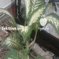 آگهی مشابه فروش گل دیفن باخیا   در تهران در گروه خرید فروش عمده گیاهان زینتی - گرمسیری آپارتمانی باغچه آب در یکمیوه