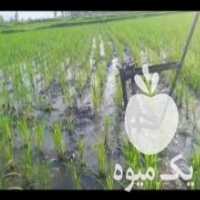 آگهی مشابه فروش دستگاه وجین برنج در شفت در گروه خرید فروش ابزار ها و تجهیزات کشاورزی - دستی برقی ماشینی بیل کلنگ در یکمیوه