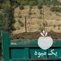 آگهی مشابه فروش پخش کود حیوانی گاوی گوسفندی سراسر تهران خاک باغچه در گروه خرید فروش کود و مواد شیمیایی - اوره پتاس مرغی کمپوست آهن در یکمیوه