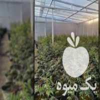 آگهی مشابه فروش نهال پسته سریع الرشد در دامغان در گروه خرید فروش نهال - انواع گردو پسته بادام سلطانی انگور در یکمیوه
