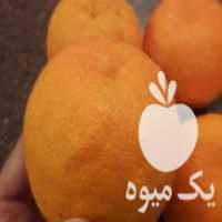 آگهی مشابه فروش نهال درخت مرکبات نارنج در ساری در گروه خرید فروش نهال - انواع گردو پسته بادام سلطانی انگور در یکمیوه