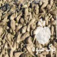 آگهی مشابه فروش چغندر گاوی لبویی وچغندر قند در تهران در گروه خرید فروش عمده چغندر - قند لبویی قرمز سفید در یکمیوه