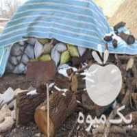 آگهی مشابه فروش زغال سیب و بادام در تهران در گروه خرید فروش عمده چوب- زغال چوب گردو تبریزی خام در یکمیوه