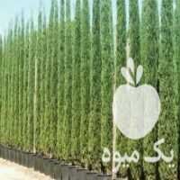 آگهی مشابه فروش نهال فقط به صورت کلی در آبسرد در گروه خرید فروش نهال - انواع گردو پسته بادام سلطانی انگور در یکمیوه