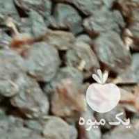 آگهی مشابه فروش کشمش آفتابی بیدانه کاملاً ارگانیک در قزوین در گروه آجیل - فروش عمده محصولات در یکمیوه