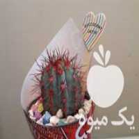 آگهی مشابه فروش انواع کاکتوس و گل های آپارتمانی در قزوین در گروه خرید فروش عمده گیاهان زینتی - گرمسیری آپارتمانی باغچه آب در یکمیوه