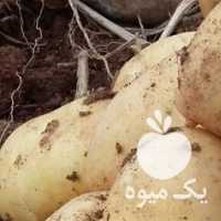 آگهی مشابه فروش بذر سیب زمینی بصورت قراردادی در اردبیل در گروه خرید فروش بذر - انواع محصول کشاورزی گوجه کتان میوه درخت در یکمیوه