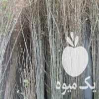 آگهی مشابه فروش مقداری نهال میوه مثمر وغیر مثمر وگل محمدی در شهریار در گروه خرید فروش نهال - انواع گردو پسته بادام سلطانی انگور در یکمیوه