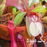 آگهی مشابه فروش بذر گیاهان کمیاب وارداتی در تهران در گروه خرید فروش بذر - انواع محصول کشاورزی گوجه کتان میوه درخت در یکمیوه