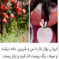 آگهی مشابه فروش نهال انار پر بار در بهشهر در گروه خرید فروش نهال - انواع گردو پسته بادام سلطانی انگور در یکمیوه