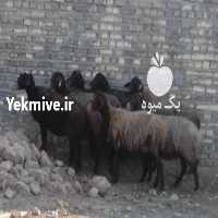 آگهی مشابه فروش میش ابستن سنگین   در تهران در گروه گاو و گوسفند و میش و بز کهره گوساله سمینتال در یکمیوه