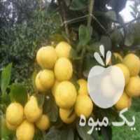 آگهی مشابه فروش نهالستان ایمان در اهواز در گروه خرید فروش نهال - انواع گردو پسته بادام سلطانی انگور در یکمیوه