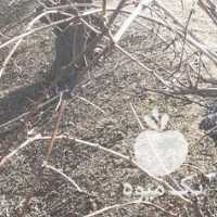 آگهی مشابه فروش درخت انگور در سایز بزرگ در تهران در گروه خرید فروش عمده انگور - یاقوتی شانی عسگری بی دانه قرمز در یکمیوه