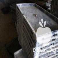 آگهی مشابه فروش سبد سینی نشا برنج _ تعدادبالا در تهران در گروه خرید فروش انواع سبد - میوه پلاستیکی چوبی گل در یکمیوه