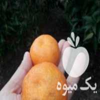 آگهی مشابه فروش نهال درخت مرکبات نارنگی یافا در ساری در گروه خرید فروش نهال - انواع گردو پسته بادام سلطانی انگور در یکمیوه