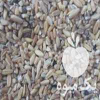 آگهی مشابه فروش گندم شکسته درجه 1 در خور در گروه خرید فروش عمده گندم و جو - بلغور شیرازی فروش عمده محصول کشاورزی در یکمیوه