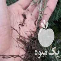 آگهی مشابه فروش توت فرنگی گلدانی سایز 8 نشا گاوزبان و کدو قلیانی تزیینی در بهشهر در گروه خرید فروش نشا - انواع گوجه برنج کاهو پیاز کاری فرنگی در یکمیوه