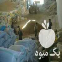 آگهی مشابه خرید بذر گشنیز در نهاوند در گروه خرید فروش بذر - انواع محصول کشاورزی گوجه کتان میوه درخت در یکمیوه