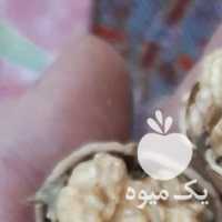 آگهی مشابه فروش گردو پوست کاغذی تویسرکان ، بادام ، کشمش ، شیره انگور در تهران در گروه عسل شیره و فرآورده ی مربا - طبیعی گون کوهی آویشن در یکمیوه