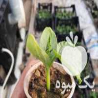 آگهی مشابه فروش بذر خیار محلی در جویبار در گروه خرید فروش بذر - انواع محصول کشاورزی گوجه کتان میوه درخت در یکمیوه