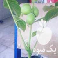 آگهی مشابه فروش نهال کم یاب  گردو چندلر و خوشه ای خرمالو موزی در گرگان در گروه خرید فروش عمده خرمالو - خرمالو رسیده نارس برگ عمده در یکمیوه