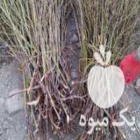 آگهی مشابه فروش پاجوش یا نهال گل محمدی در قمصر در گروه خرید فروش نهال - انواع گردو پسته بادام سلطانی انگور در یکمیوه