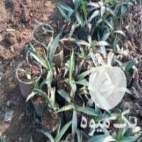 آگهی مشابه فروش گل وگیاه در نشتارود در گروه خرید فروش عمده گیاهان زینتی - گرمسیری آپارتمانی باغچه آب در یکمیوه