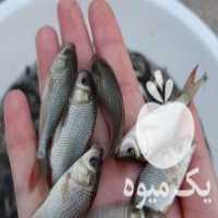 آگهی مشابه فروش عمده و مستقیم بچه ماهی کپور آمورفیتوفاک بیگهدکوی در همدان در گروه انواع ماهی - سالمون شیر کپور قرمز شوریده سفید گوپی مرکب در یکمیوه