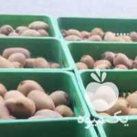 آگهی مشابه فروش کیوی هایوارد در سردخانه در تنکابن در گروه خرید فروش عمده کیوی - صادراتی مازندران تنکابن تالش در یکمیوه