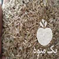 آگهی مشابه فروش بذر و تخم کاهو درجه 1 در اصفهان در گروه خرید فروش بذر - انواع محصول کشاورزی گوجه کتان میوه درخت در یکمیوه