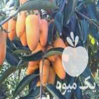 آگهی مشابه فروش نهال خرمالو موزی پیوندی گلدانی دوساله در ساری در گروه خرید فروش عمده خرمالو - خرمالو رسیده نارس برگ عمده در یکمیوه