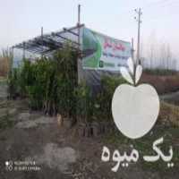 آگهی مشابه فروش انواع مرکبات وسیاه ریشه در آزادشهر در گروه خرید فروش عمده خرمالو - خرمالو رسیده نارس برگ عمده در یکمیوه