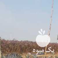 آگهی مشابه فروش نهالستان پسته علی پناه 09131578560 در رفسنجان در گروه خرید فروش نهال - انواع گردو پسته بادام سلطانی انگور در یکمیوه