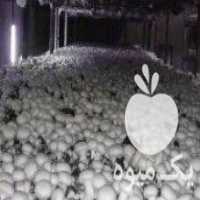 آگهی مشابه تولید و فروش قارچ خوراکی در نهاوند در گروه خرید فروش عمده قارچ - دکمه ای خوراکی دارویی پرورشی کوهی در یکمیوه