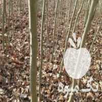 آگهی مشابه فروش نهال چنار  در دلند در گروه خرید فروش نهال - انواع گردو پسته بادام سلطانی انگور در یکمیوه