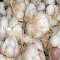 آگهی مشابه فروش سیر طارم و سیر همدان   در کرمانشاه در گروه خرید فروش عمده سیر - تازه خام ترشی خشک صادراتی در یکمیوه