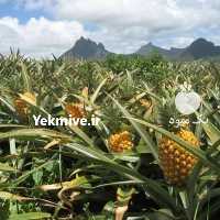 آگهی مشابه فروش نهال آناناس کشت بافت در داراب در گروه خرید فروش نهال - انواع گردو پسته بادام سلطانی انگور در یکمیوه