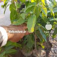 آگهی مشابه فروش نهال انبه چهار فصل در داراب در گروه خرید فروش نهال - انواع گردو پسته بادام سلطانی انگور در یکمیوه