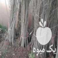 آگهی مشابه فروش نهالستان پارسا در جعفریه در گروه خرید فروش عمده خرمالو - خرمالو رسیده نارس برگ عمده در یکمیوه