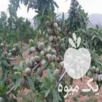 آگهی مشابه فروش نهال بصورت تضمینی در اراک در گروه خرید فروش عمده خرمالو - خرمالو رسیده نارس برگ عمده در یکمیوه