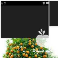 آگهی مشابه محصول شما را خریداریم پرتقال کیوی در تنکابن در گروه خرید فروش عمده پرتقال - پرتقال رسمی تامسون خونی جنوب در یکمیوه